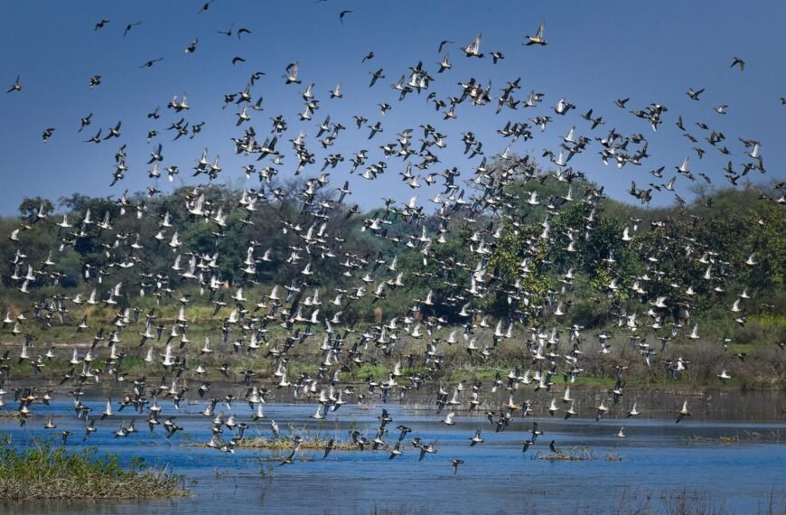कोपरा जलाशय को राज्य का पहला रामसर साइट घोषित किया जाना छत्तीसगढ़ के लिए गर्व का क्षण : मुख्यमंत्री विष्णु देव साय