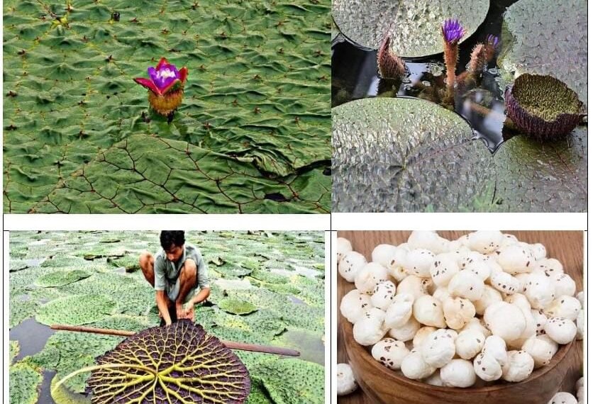 मुख्यमंत्री विष्णु देव साय के प्रयास से छत्तीसगढ़ मखाना बोर्ड में शामिल।