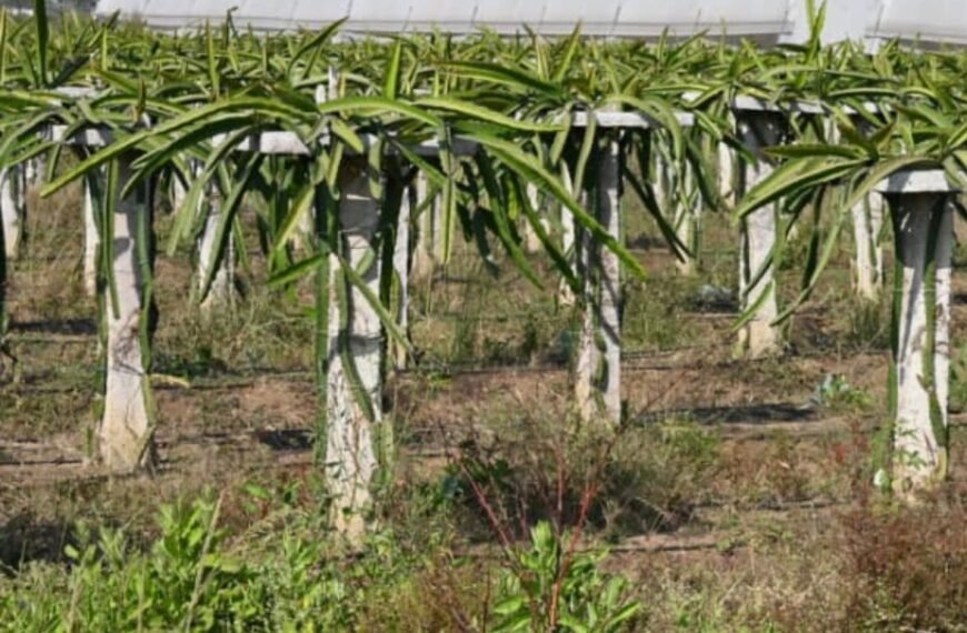 पारंपरिक खेती से आगे बढ़कर ड्रेगन फ्रूट की राह पर साहिल।