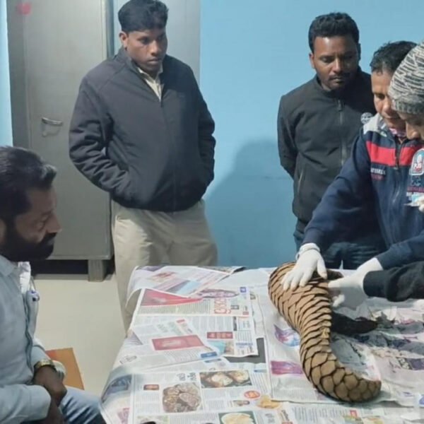 वन विभाग को बड़ी सफलता, अंतर्राज्यीय पेंगोलिन तस्कर गिरोह पकड़ा गया : एक जीवित पेंगोलिन बरामद।