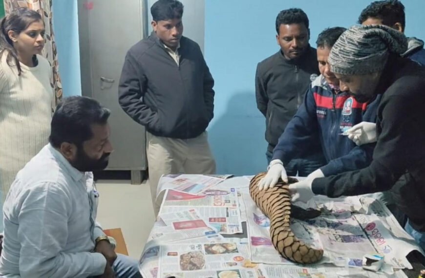 वन विभाग को बड़ी सफलता, अंतर्राज्यीय पेंगोलिन तस्कर गिरोह पकड़ा गया : एक जीवित पेंगोलिन बरामद।