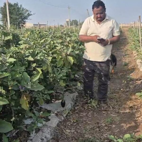 ग्राफ्टेड बैगन की खेती से बढ़ी किसान योगेश अग्रवाल की आय