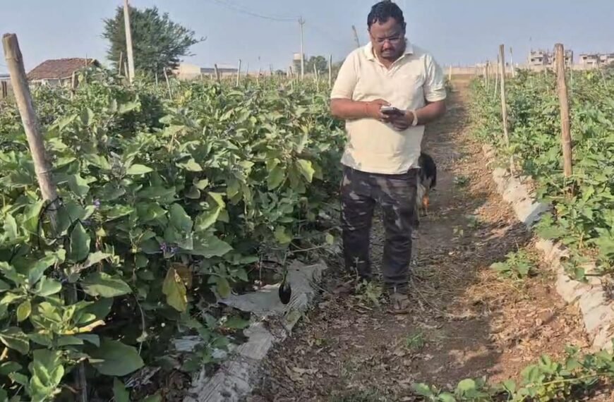 ग्राफ्टेड बैगन की खेती से बढ़ी किसान योगेश अग्रवाल की आय