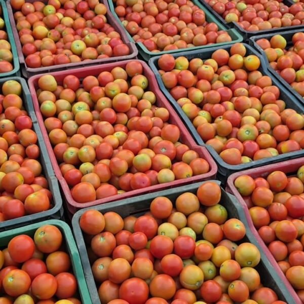 ग्राफ्टेड टमाटर की खेती से युवराज साहू को हो रहा दोगुना फायदा