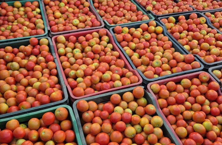 ग्राफ्टेड टमाटर की खेती से युवराज साहू को हो रहा दोगुना फायदा