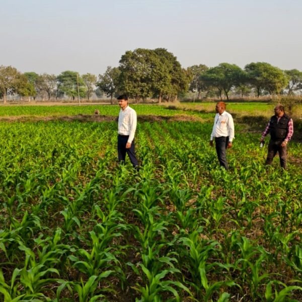 पचास साल बाद बदली खेती की तस्वीर