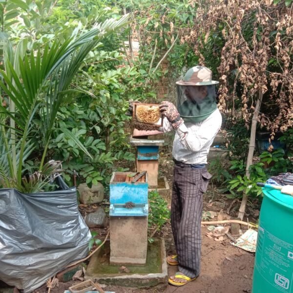 मधुमक्खी पालन बनीं रोज़गार की कुंजी :अतिरिक्त आय का सशक्त माध्यम बना मधुमक्खी पालन