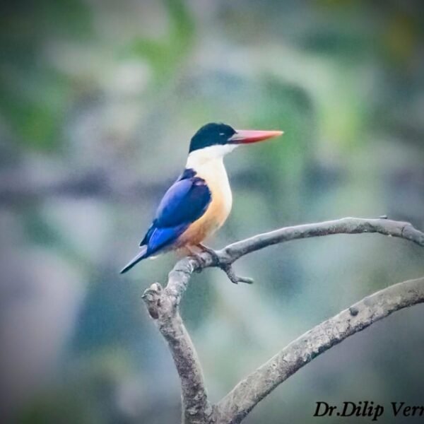 बारनवापारा अभयारण्य में मिला दुर्लभ ब्लैक-कैप्ड किंगफिशर