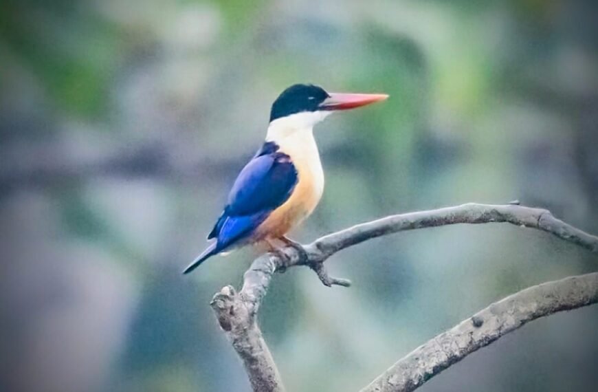 बारनवापारा अभयारण्य में मिला दुर्लभ ब्लैक-कैप्ड किंगफिशर