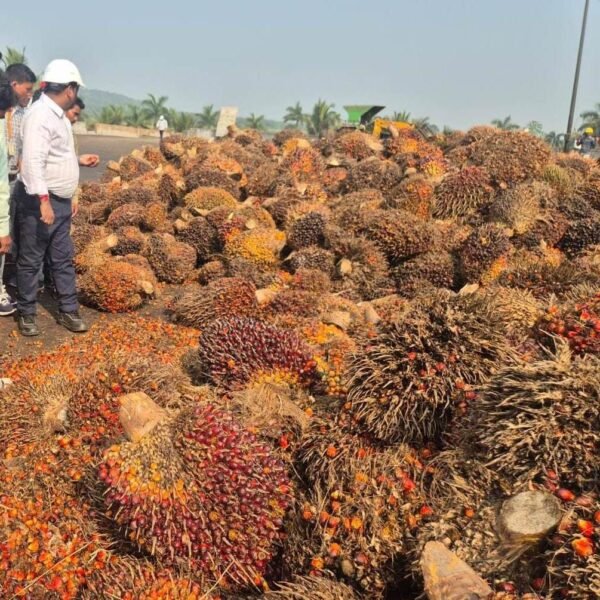 छत्तीसगढ़ सरकार का बड़ा निर्णय : ऑयल पाम की खेती पर अनुदान के अतिरिक्त मिलेगी टॉपअप