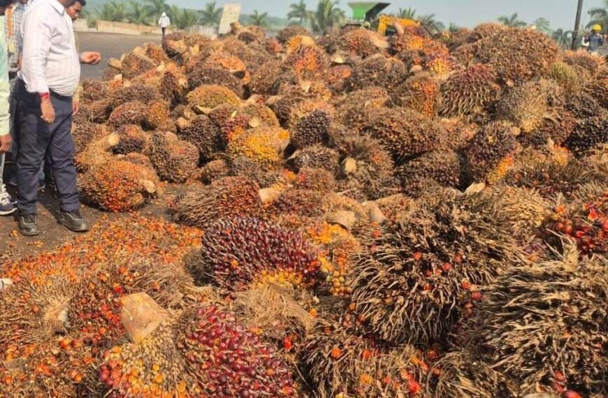 छत्तीसगढ़ सरकार का बड़ा निर्णय : ऑयल पाम की खेती पर अनुदान के अतिरिक्त मिलेगी टॉपअप