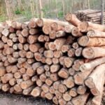 छत्तीसगढ़ राज्य वन विकास निगम द्वारा माओवाद प्रभावित क्षेत्रों में वानिकी कार्यों से राजस्व वृद्धि : वनांचल नविासी स्थानीय रोजगार सृजन