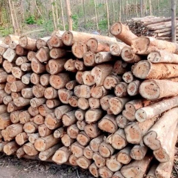 छत्तीसगढ़ राज्य वन विकास निगम द्वारा माओवाद प्रभावित क्षेत्रों में वानिकी कार्यों से राजस्व वृद्धि : वनांचल नविासी स्थानीय रोजगार सृजन