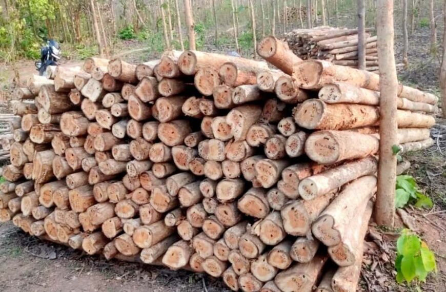 छत्तीसगढ़ राज्य वन विकास निगम द्वारा माओवाद प्रभावित क्षेत्रों में वानिकी कार्यों से राजस्व वृद्धि : वनांचल नविासी स्थानीय रोजगार सृजन