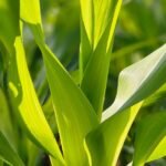 धन धान्य योजना के तहत विषमुक्त खेती की ओर कदम