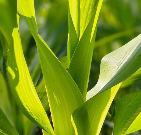 धन धान्य योजना के तहत विषमुक्त खेती की ओर कदम