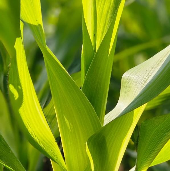 धन धान्य योजना के तहत विषमुक्त खेती की ओर कदम