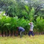 ऑयल पाम की खेती को बढ़ावा: अतिरिक्त अनुदान से किसानों की आय बढ़ाने की पहल