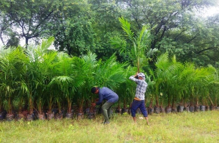 ऑयल पाम की खेती को बढ़ावा: अतिरिक्त अनुदान से किसानों की आय बढ़ाने की पहल