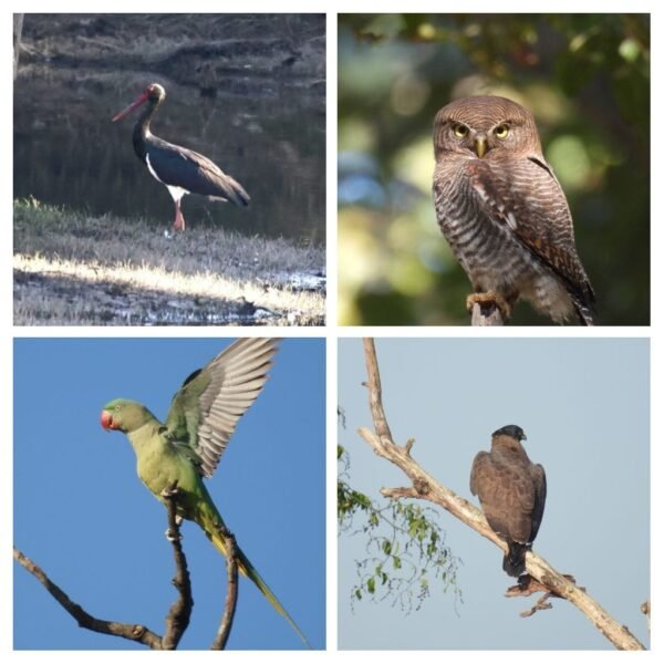 बारनावापारा अभयाण्य में “बर्ड सर्वे 2026” का आयोजन,200 से अधिक पक्षी प्रजातियों का रिकॉर्ड दर्ज