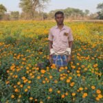 मेरीगोल्ड की खेती से बदली आर्थिक तस्वीर