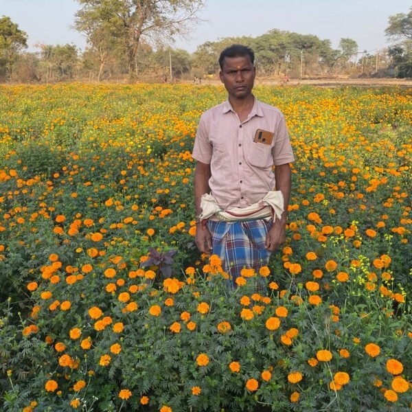 मेरीगोल्ड की खेती से बदली आर्थिक तस्वीर