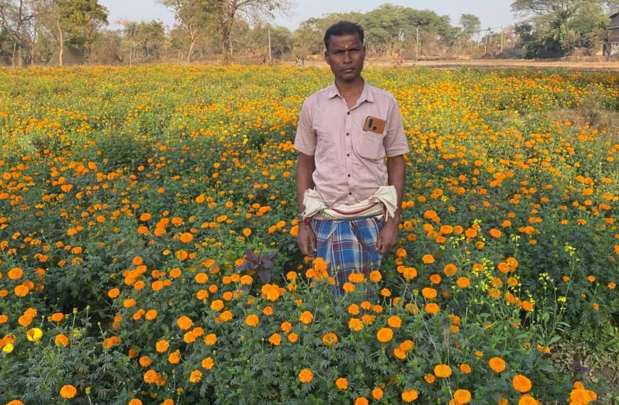 मेरीगोल्ड की खेती से बदली आर्थिक तस्वीर