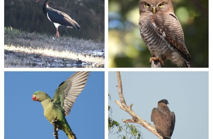 200 से अधिक पक्षी प्रजातियाँ दर्ज, 11 राज्यों से पहुँचे प्रतिभागी : वन मंत्री केदार कश्यप ने बताया पक्षियों के संरक्षण हेतु महत्वपूर्ण पहल