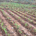 मटर की खेती से मिली नई दिशा