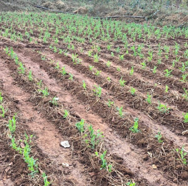 मटर की खेती से मिली नई दिशा