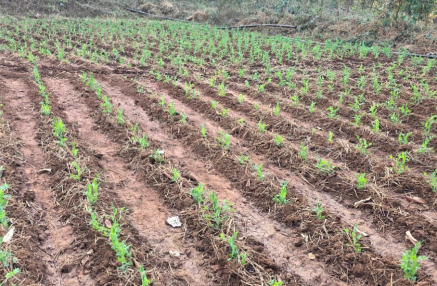 मटर की खेती से मिली नई दिशा