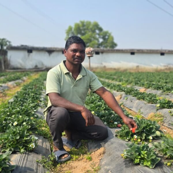 उद्यानिकी खेती से बदली किसान की आर्थिक तस्वीर,धान की तुलना में स्ट्रॉबेरी की खेती में डबल मुनाफा