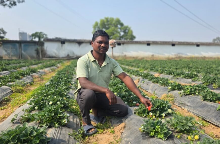 उद्यानिकी खेती से बदली किसान की आर्थिक तस्वीर,धान की तुलना में स्ट्रॉबेरी की खेती में डबल मुनाफा