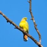 दुर्लभ ऑरेंज-ब्रेस्टेड ग्रीन-पिजन,बर्ड सर्वे के दौरान हुई विशेष फोटोग्राफी