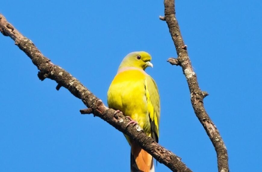 दुर्लभ ऑरेंज-ब्रेस्टेड ग्रीन-पिजन,बर्ड सर्वे के दौरान हुई विशेष फोटोग्राफी