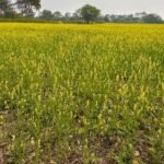 धान से आगे बढ़ा धमतरी: फसलचक्र परिवर्तन से जल संरक्षण और कृषि समृद्धि की नई कहानी