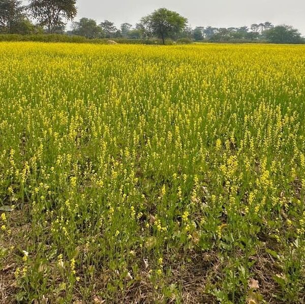 धान से आगे बढ़ा धमतरी: फसलचक्र परिवर्तन से जल संरक्षण और कृषि समृद्धि की नई कहानी