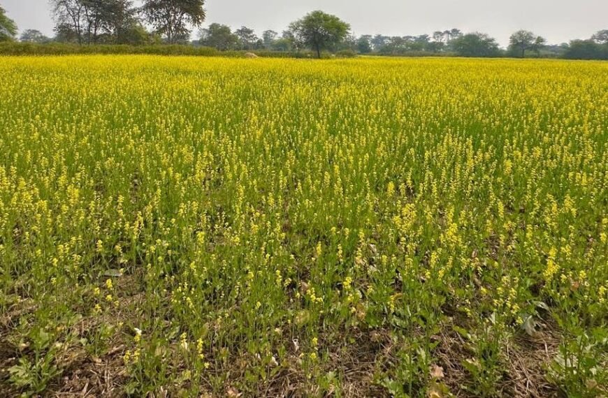 धान से आगे बढ़ा धमतरी: फसलचक्र परिवर्तन से जल संरक्षण और कृषि समृद्धि की नई कहानी