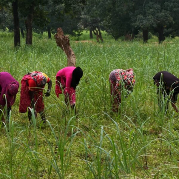 लेमनग्रास की खेती से बदल रही छोटे किसानों की किस्मत