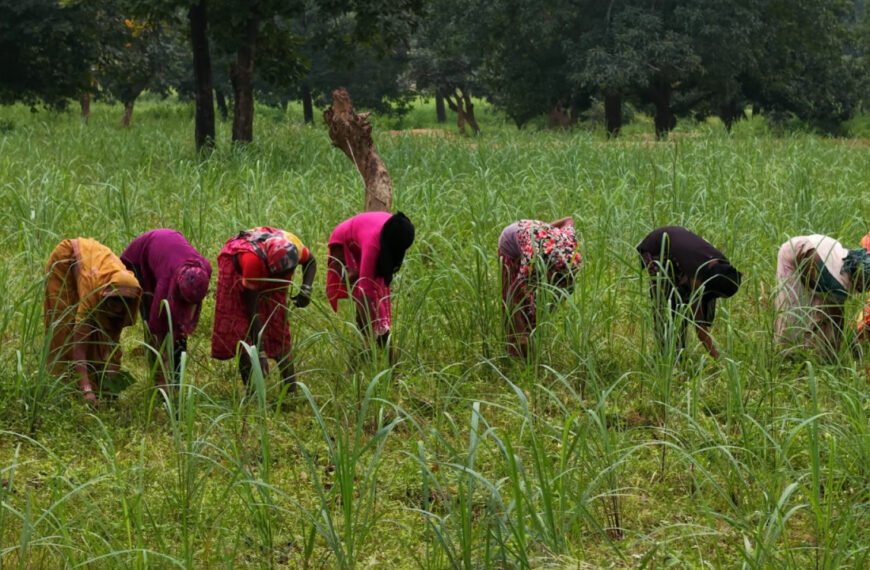 लेमनग्रास की खेती से बदल रही छोटे किसानों की किस्मत