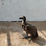 गिद्ध और उड़न गिलहरी की सफल रेस्क्यू ने दिखाई विभाग की संवेदनशीलता