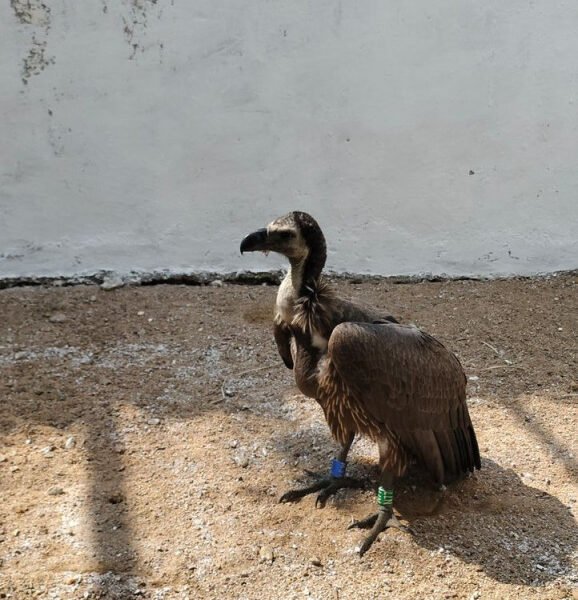 गिद्ध और उड़न गिलहरी की सफल रेस्क्यू ने दिखाई विभाग की संवेदनशीलता