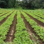 लेमनग्रास की खेती से आत्मनिर्भर बन रही महिलाएँ