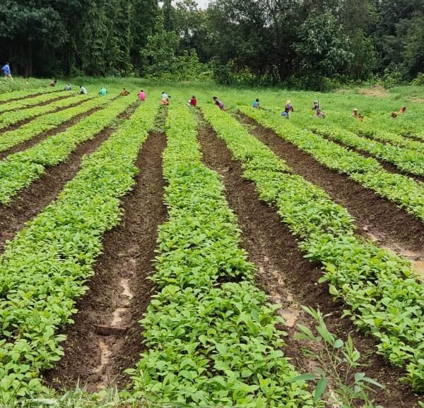 लेमनग्रास की खेती से आत्मनिर्भर बन रही महिलाएँ