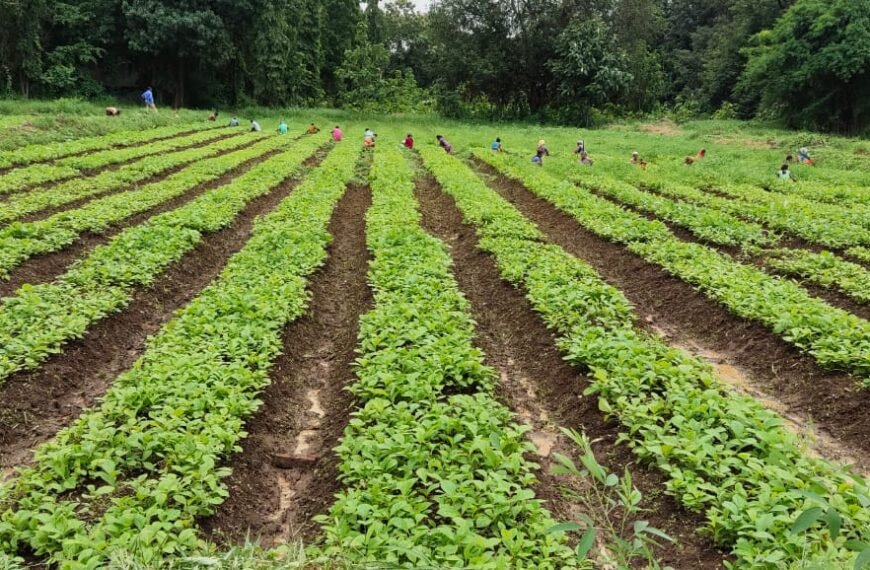 लेमनग्रास की खेती से आत्मनिर्भर बन रही महिलाएँ