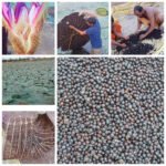 छत्तीसगढ़ में मखाना उत्पादन को प्रोत्साहन