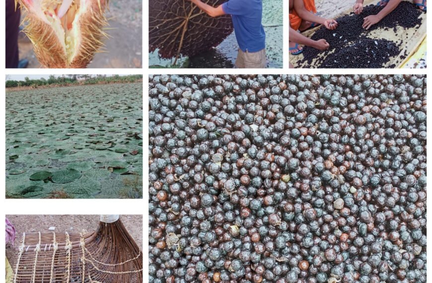 छत्तीसगढ़ में मखाना उत्पादन को प्रोत्साहन