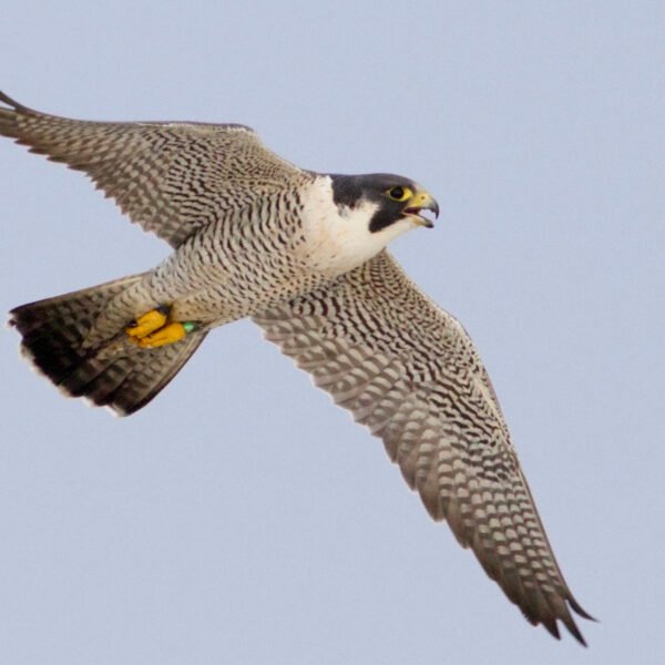 उदंती-सीतानदी में दिखा दुनिया का सबसे तेज़ उड़ने वाला पक्षी पेरेग्रीन फाल्कन