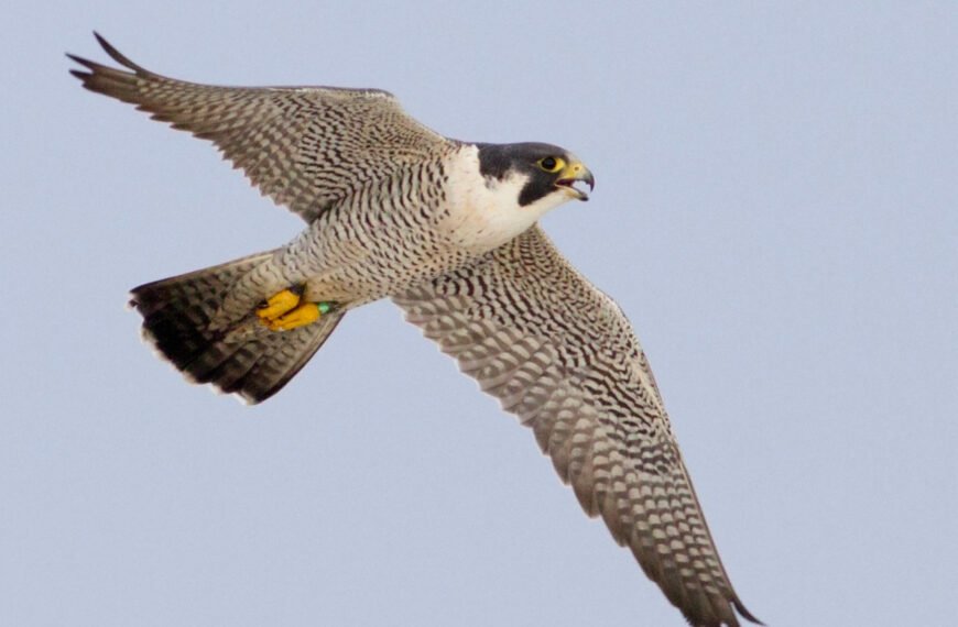 उदंती-सीतानदी में दिखा दुनिया का सबसे तेज़ उड़ने वाला पक्षी पेरेग्रीन फाल्कन