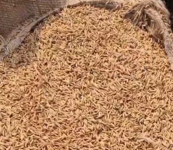 खरीफ विपणन वर्ष 2025-26 : 23.48 लाख किसानों से धान खरीदी, ₹29,597 करोड़ का भुगतान